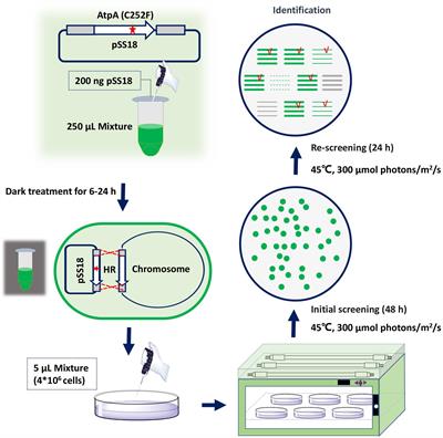 Rapidly Improving High Light and High Temperature Tolerances of Cyanobacterial Cell Factories Through the Convenient Introduction of an AtpA-C252F Mutation